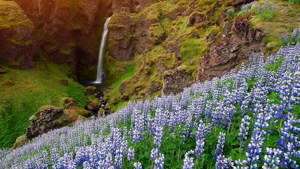 The Picturesque Landscapes of Forests and Mountains of Iceland. Wild Blue Lupine Blooming in Summer