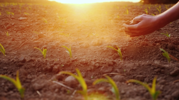 The Farmer's Hands Are Testing the Soil on a Field with Young Corn Seedlings