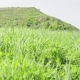 Landscape of a Beautiful Green Field Swaying in the Wind - VideoHive Item for Sale