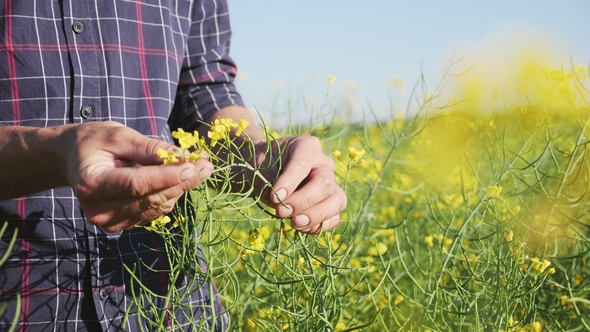 Farmer Examining Rapeseed Blooming Plants