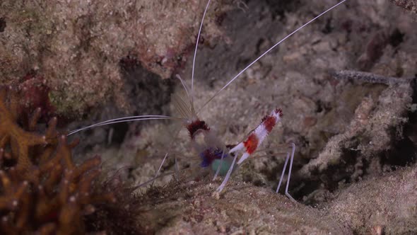 Cleaner shrimp on coral reef at night