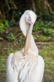 pelican - PhotoDune Item for Sale