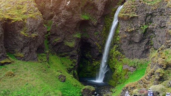 The Picturesque Landscapes of Forests and Mountains of Iceland. Wild Blue Lupine Blooming in Summer