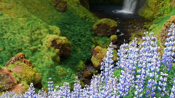 The Picturesque Landscapes of Forests and Mountains of Iceland. Wild Blue Lupine Blooming in Summer