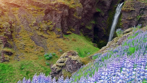 The Picturesque Landscapes of Forests and Mountains of Iceland. Wild Blue Lupine Blooming in Summer