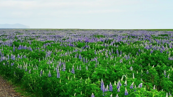 The Picturesque Landscapes of Forests and Mountains of Iceland. Wild Blue Lupine Blooming in in