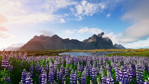 The Picturesque Landscapes of Forests and Mountains of Iceland. Wild Blue Lupine Blooming