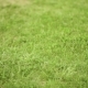 Children Feet on Green Grass - VideoHive Item for Sale