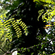 Fern Plants And Trees In Nature 0927 - VideoHive Item for Sale