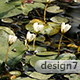 Lily Pond Surface Vegetation - VideoHive Item for Sale