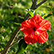 Chinese Hibiscus Flower And Bee - VideoHive Item for Sale