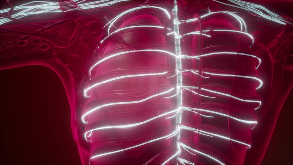 Anatomy of Human Brain alt