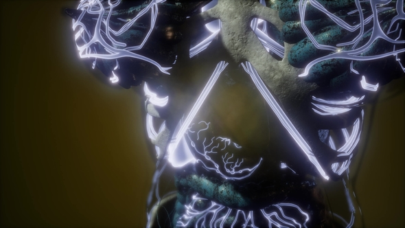 Human Body with Glow Blood Vessels alt