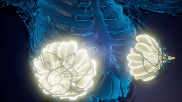 Human Body with Visible Glow Mammary Gland alt