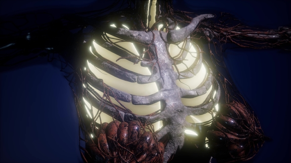 Human Body with Visible Lungs alt
