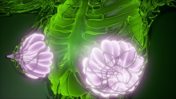 Human Body with Visible Glow Mammary Gland alt