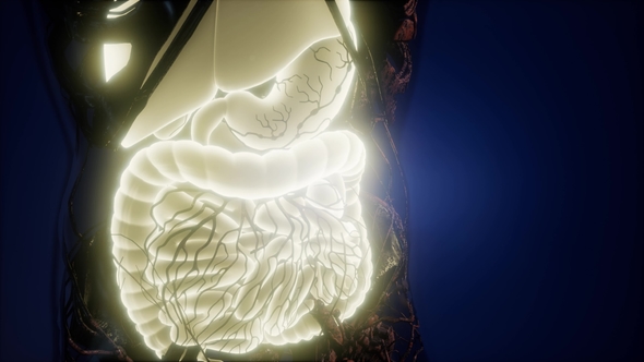 Human Body with Visible Digestive System alt