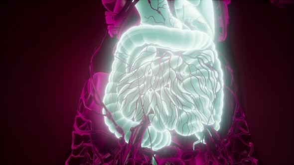 Human Body with Visible Digestive System alt