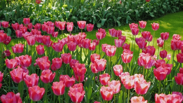 Pink Tulips in the Sun-drenched Park of the Netherlands