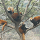 Red Panda ailurus fulgens - VideoHive Item for Sale
