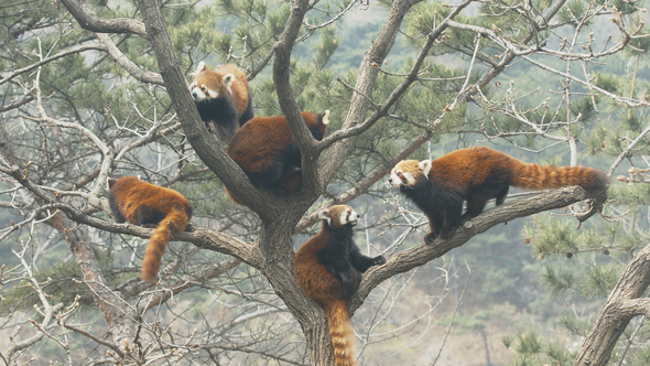Red Panda ailurus fulgens