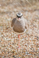 crowned plover - PhotoDune Item for Sale