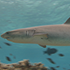 Female White Tip Shark Swims over a Shallow Coral Reef in Clear Water - VideoHive Item for Sale