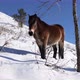 Wild horse in the mountains on a winter sunny day - VideoHive Item for Sale