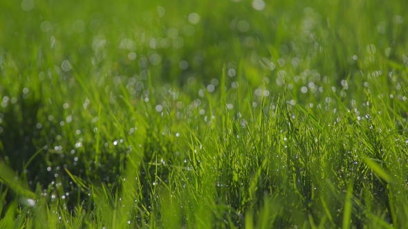 Green Grass at Dawn, Droplets of Dew in Backlight. Juicy Green Color.