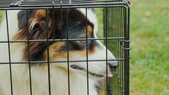 A Dog with Sad Eyes Sits in a Cage. Shelter for Animals