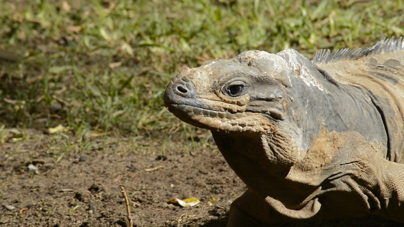 Rhinoceros Iguana Walking