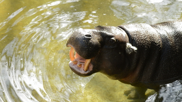 Pygmy Hippopotamus ating