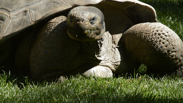 Galapagos Giant Tortoise Eating