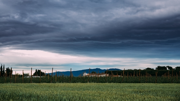 Rural Landscape Of Wheat Field And Vineyard In The South Of Spain. Summer Evening