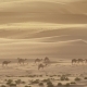 Camels Go To Pasture Early in Morning Against Background of Sand Dunes in Rub Al Khali Desert United - VideoHive Item for Sale