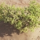 Small Watery Grassy Bush in Rub Al Khali Desert Stock Footage Video - VideoHive Item for Sale