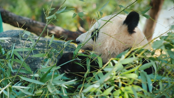 Big Panda Eats Bamboo Leaves. A Sweet and Very Popular Animal