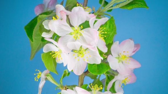 White Apple Tree Flowers.