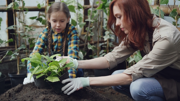 Young Female Gardener and Her Adorable Daughter Are Putting Soil Inside Plant Pots While Growing