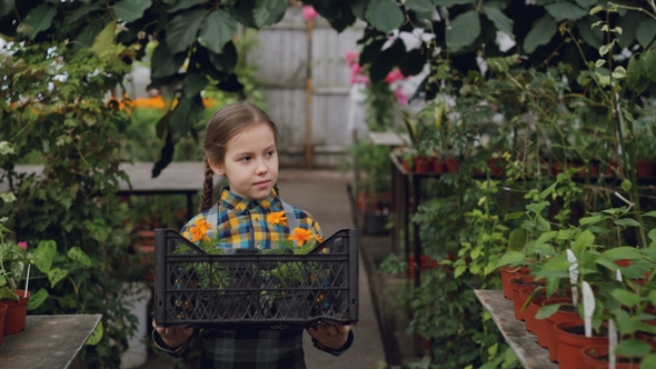 Adorable Little Girl Is Carrying Container with Pot Flowers in Greenhouse, Looking Around at