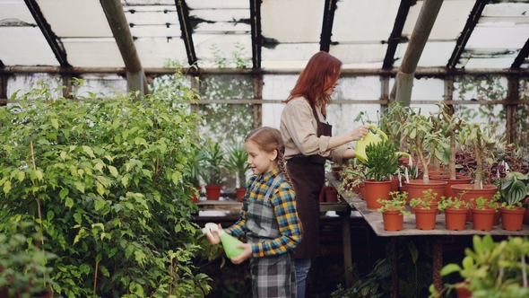 Female Gardener Is Spraying Flowers From Watering Pot While Her Helpful Daughter Is Sprinkling with