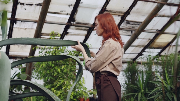 Attractive Woman Gardener in Apron Is Washing Leaves of Large Evergreen Plant with Sprayer Inside