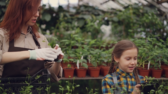 Attractive Woman Gardener and Her Cheerful Daughter Are Choosing Seedlings and Putting Them in