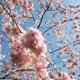 Flowering Cherry - VideoHive Item for Sale