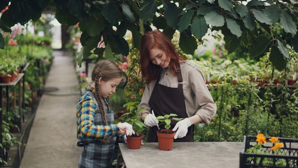 Serious Child Is Helping Her Mother in Greenhouse Stirring Soil in Pot Caring for Green Plants