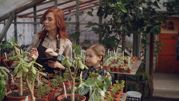Adorable Child Is Counting Flowers in Greenhouse While Her Mother Is Entering Data in Tablet