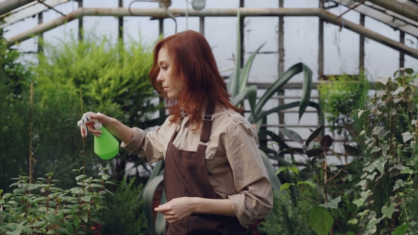 Concentrated Young Woman Is Spraying Water on Plants in Greenhouse Using Spray Bottle