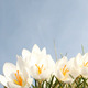 Crocus - VideoHive Item for Sale