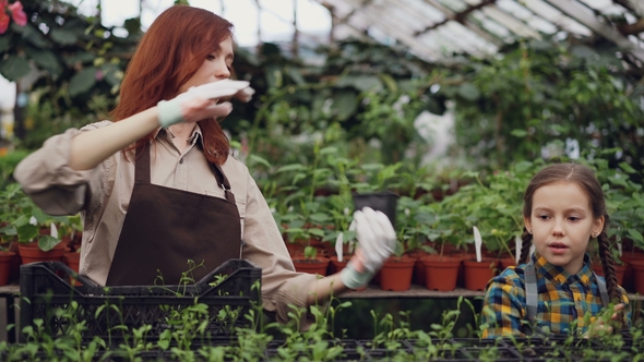 Smiling Greenhouse Worker and Her Adorable Daughter Are Talking, Taking Pots with Plantlets From