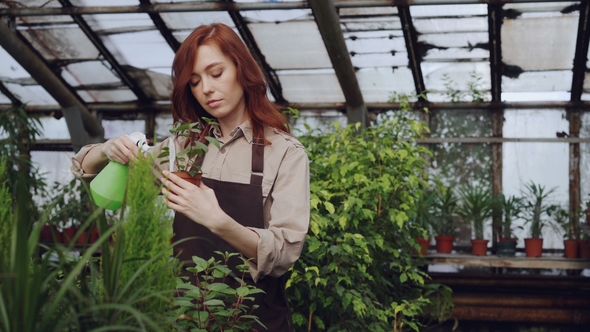 Pretty Red-haired Woman Is Spraying Plants and Checking Seedlings Inside Spacious Greenhouse